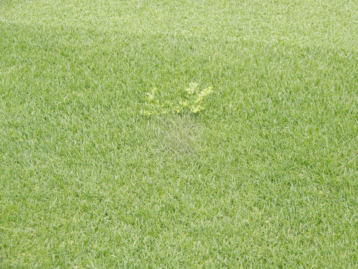 lessryan's tweet photo. @themasters Went to the Monday Practice round. Loved it. Sat on the first tee and saw this little friend. I hope someone pulled this before the start of the tournament. "Dont they give you free ticket for next year if you find a weed?" #sorrynotsorry #smh @AUG_Masters @TheMasters https://t.co/Xqv20kSZSC