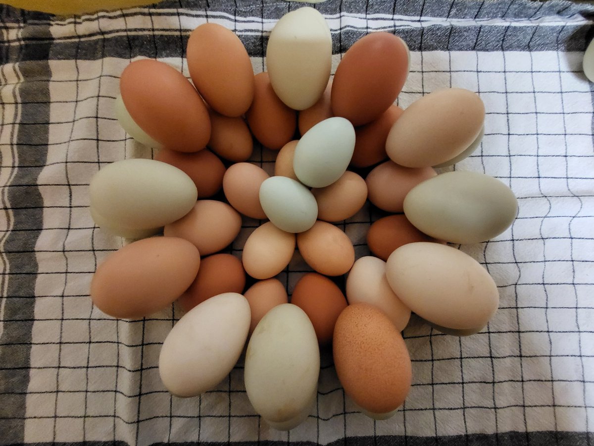 AndreaMarSo's tweet image. Frohe #Ostern liebe #twitterbubble!