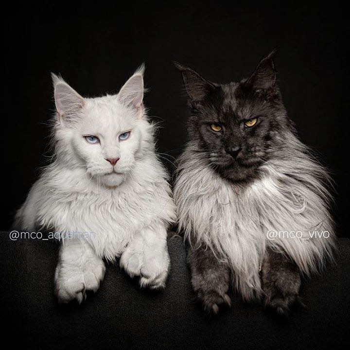 LoversMainecoon's tweet photo. Which one’s your favorite?🖤
#maincoon#mainecooncorner#mainecoonkitten#mainecooncat#mainecoonlovers#mainecoonbaby#mainecoonofinstagram#mainecoonhouse#mainecoonmix#mainecoon#maincoonstagram#mainecoonsofig#mainecoonkitty#maincoonlovers#mainecooncatlovers#mainecoon_nl https://t.co/pf1NSWNuff