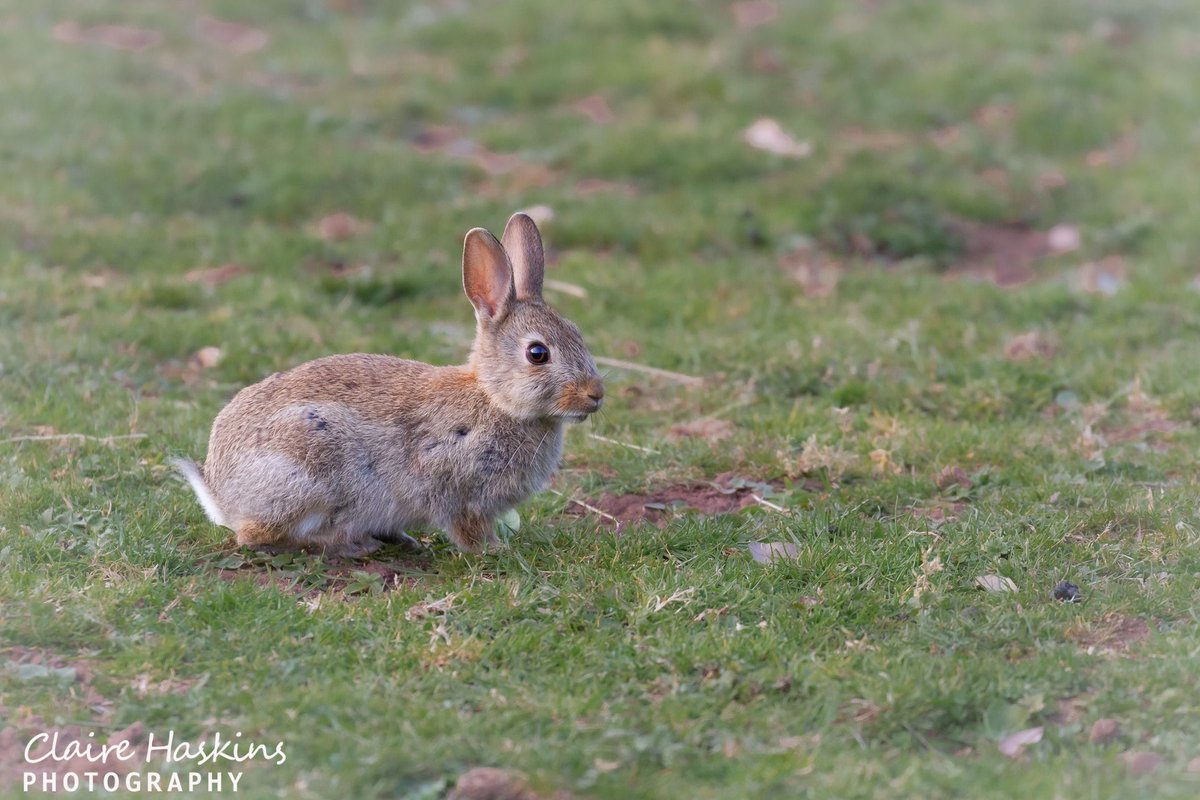 Hoppy Easter! No chocolate eggs in sight with this young rabbit grazing in a field near to Porlock

#rabbit #bunny #easter #easterbunny #porlock #somerset #westsomerset #exmoor #exmoornationalpark #mammal #photography #nature #wildlife