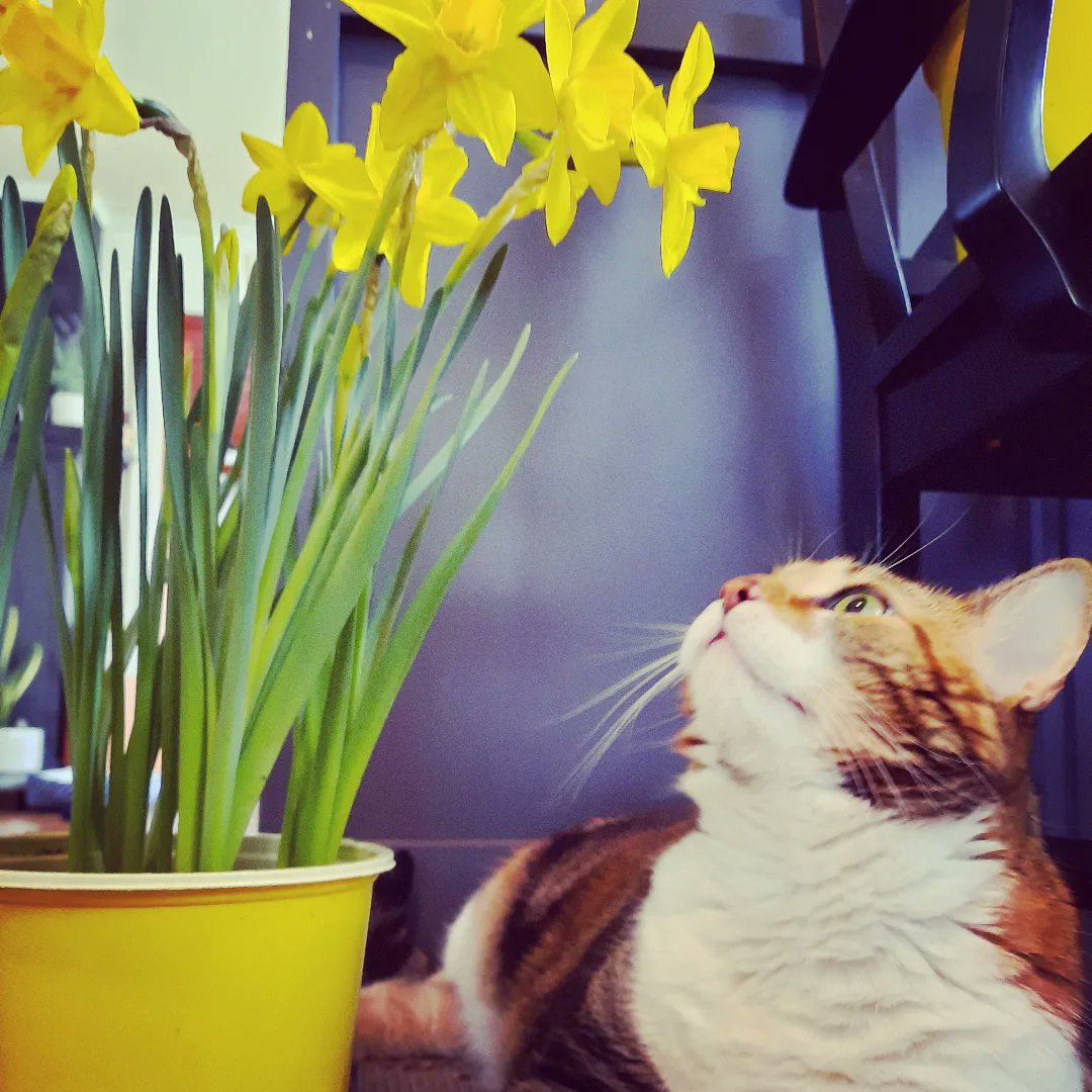 amanda_gleckler's tweet photo. 'Spring has sprung, and the daffodils are in bloom! Wishing you a happy Easter filled with sunshine, treats, and lots of cuddles with your favorite feline furriend'. ๐ท๐พ#EasterCats #Daffodil #SpringTimeKitties #easter #sunday #daffodils #cat #CatsOfTwitter #meow #pet #CatsLover https://t.co/3E4xxrHkvk