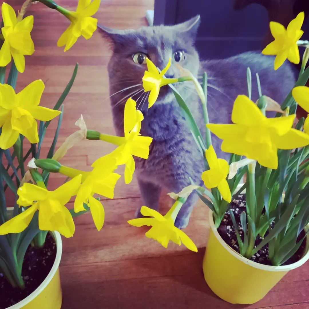 amanda_gleckler's tweet photo. 'Spring has sprung, and the daffodils are in bloom! Wishing you a happy Easter filled with sunshine, treats, and lots of cuddles with your favorite feline furriend'. ๐ท๐พ#EasterCats #Daffodil #SpringTimeKitties #easter #sunday #daffodils #cat #CatsOfTwitter #meow #pet #CatsLover https://t.co/3E4xxrHkvk