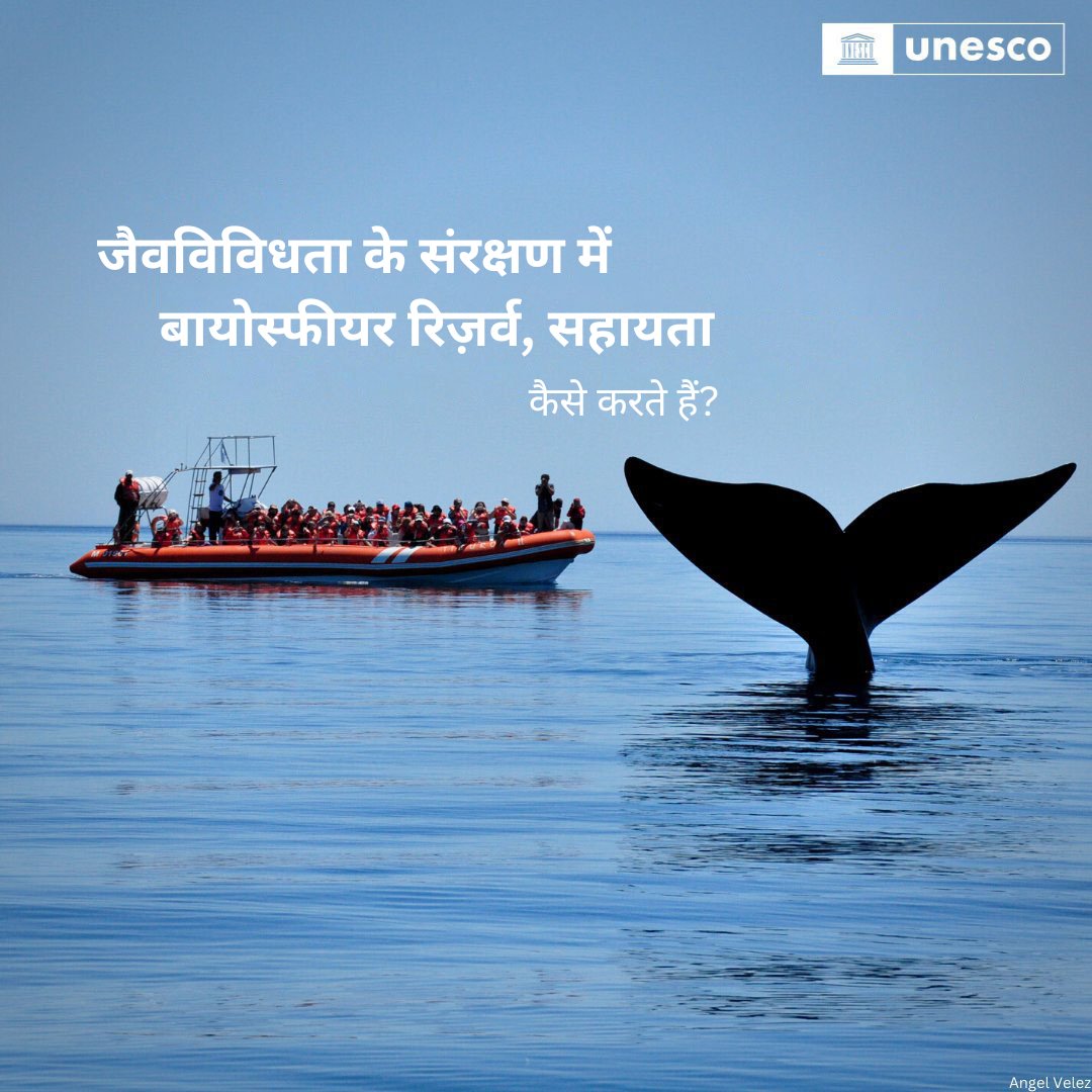 UNinHindi's tweet photo. जैवविविधता खतरे में है, पर जैवमंडल या ‘बायोस्फीयर रिज़र्व’ क्षेत्र समाधान प्रदान कर सकते हैं.

अनुसंधान व सतत विकास द्वारा विश्व के ये 738 विशेष क्षेत्र, पारिस्थितिकी तंत्रों के संरक्षण को बढ़ावा दे रहे हैं.
@UNESCO से और जानें https://t.co/4u7rQfOdh4 https://t.co/jgiEYM9wKm