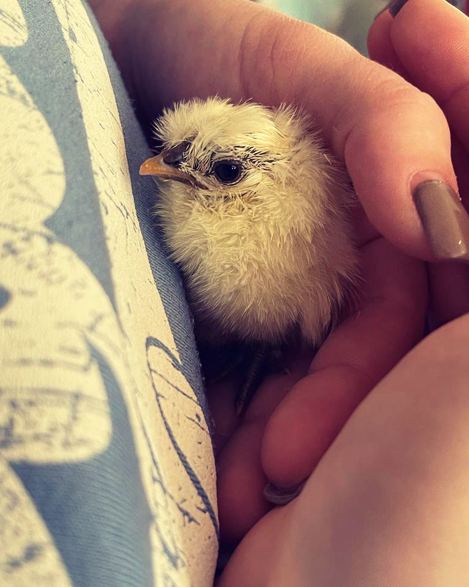 Ingleborough Care Farm tweet media
