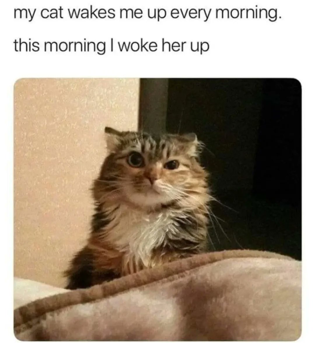 WholesomeMeme tweet picture