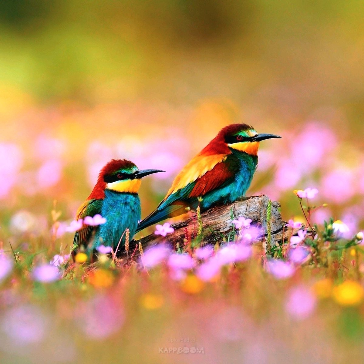 Happy Sunday 🌱🌻🌷🌺😊