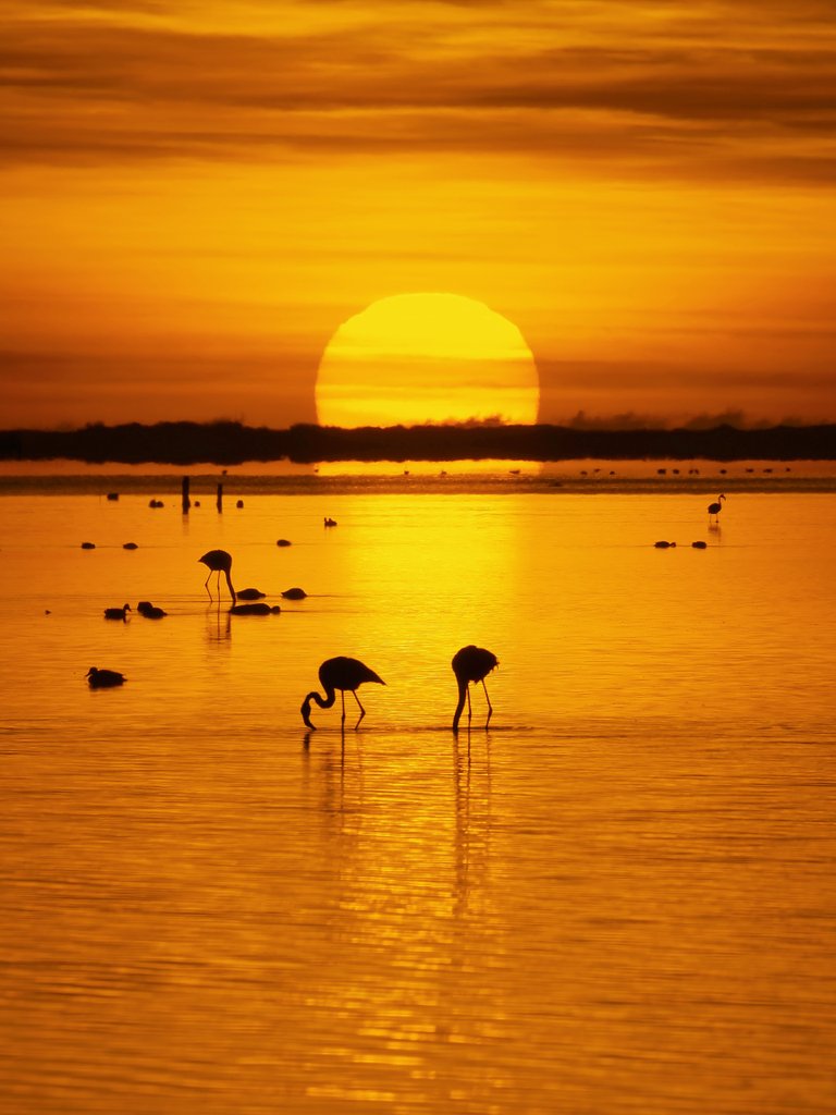 Albada del diumenge de Pasqua al Delta de l'Ebre.
<a href="/catexperience/">Catalunya Experience</a> <a href="/terresebretur/">Terres de l'Ebre</a> <a href="/TurismeLaRapita/">Turisme la Ràpita</a> <a href="/lampollaturisme/">ampollaturisme</a> <a href="/TurismeDeltebre/">Descobreix Deltebre</a> <a href="/SocEcoturista/">Ecoturisme Catalunya 💙</a> <a href="/PDE/">Defensa de l'Ebre</a> <a href="/visitcatalonia/">Visit Catalonia</a> <a href="/EbreTerra/">EbreTerra</a>