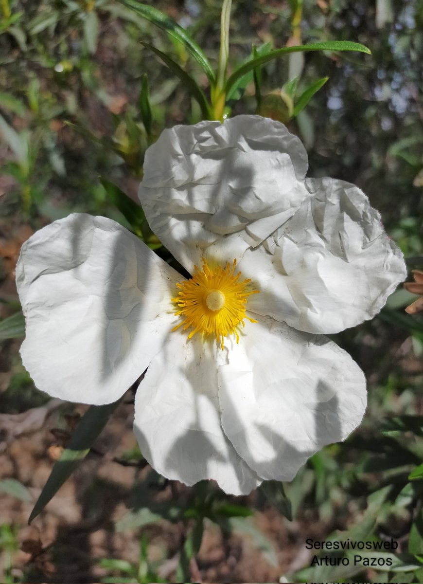 La primera de la temporada y la única que vi. Y mira que recorrí un buen tramo de mont

#Curiosidades #naturaleza #natural #MedioAmbiente #flora #flor #flores #foto #FOTOS #fotografia #fotografias #fotodeldia #imagen #Imagenes #imagendeldia #BOSQUE #bosques #campo #biodiversidad