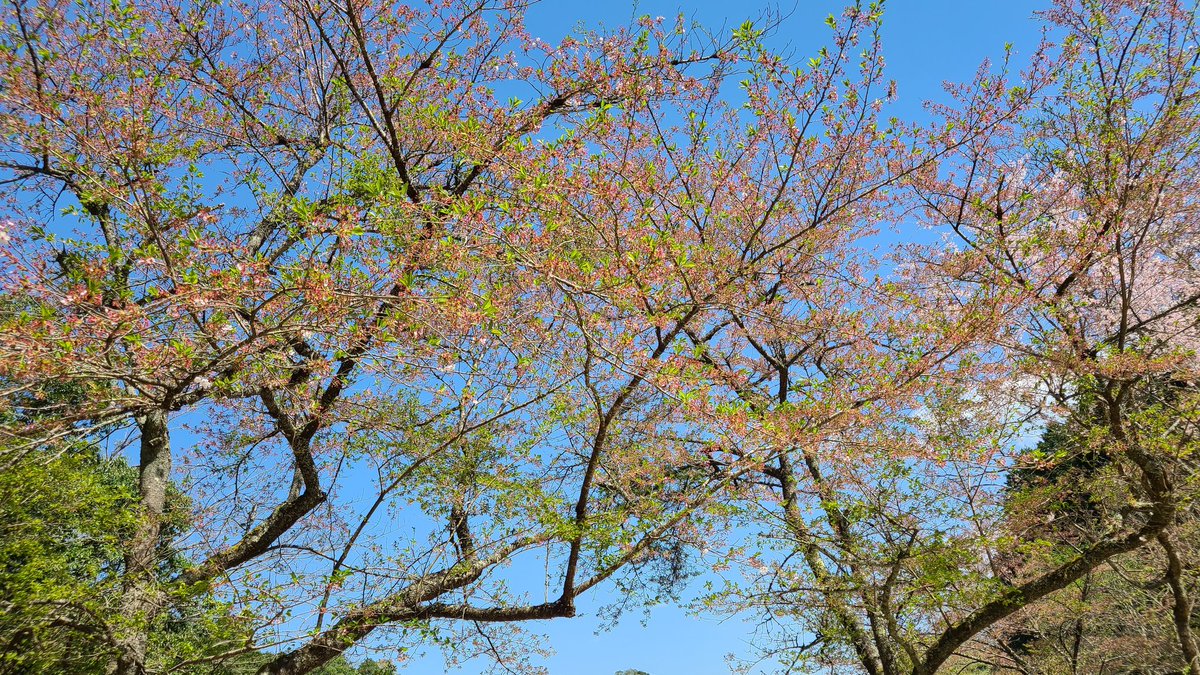 sakecam's tweet photo. お花見キャンプしようと1ヶ月以上前から予約して今日来たら………
まぁ分かってたんですけどね😭😭😭

ハイボール飲んで楽しんでます(๑•̀ㅂ•́)و✧ https://t.co/MevLGLEtsP