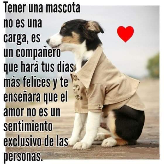 Buenos días Feliz domingo 🐾🐶❤️