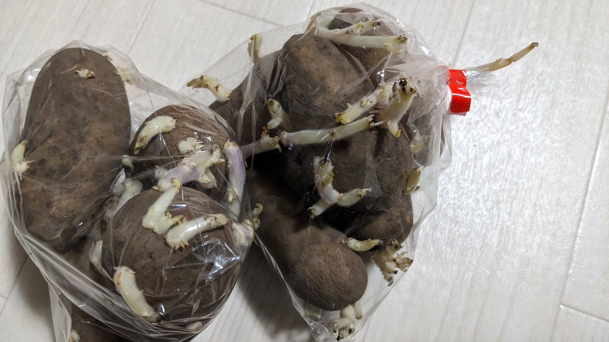 this is ｼﾞｬｶﾞｲﾓ(1ヶ月以上放置)