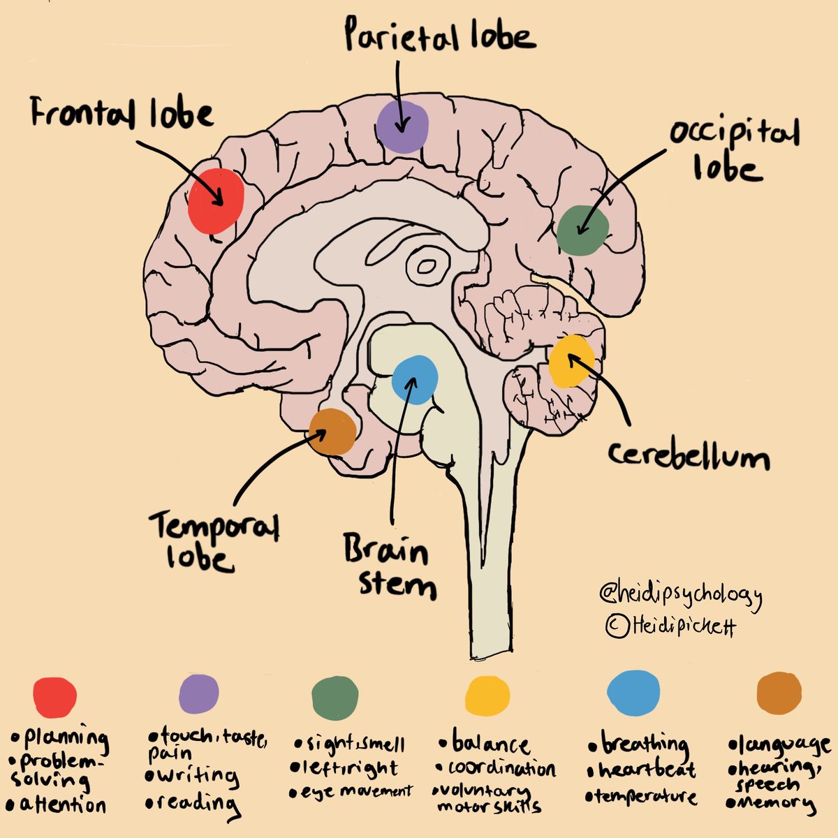 heidipsychology's tweet photo. Here is my basic brain diagram 🧠 ✍️🏽🤎
#neuropsychology #psychology #neurorehab #mentalhealth https://t.co/yOrEBJ7Cy5
