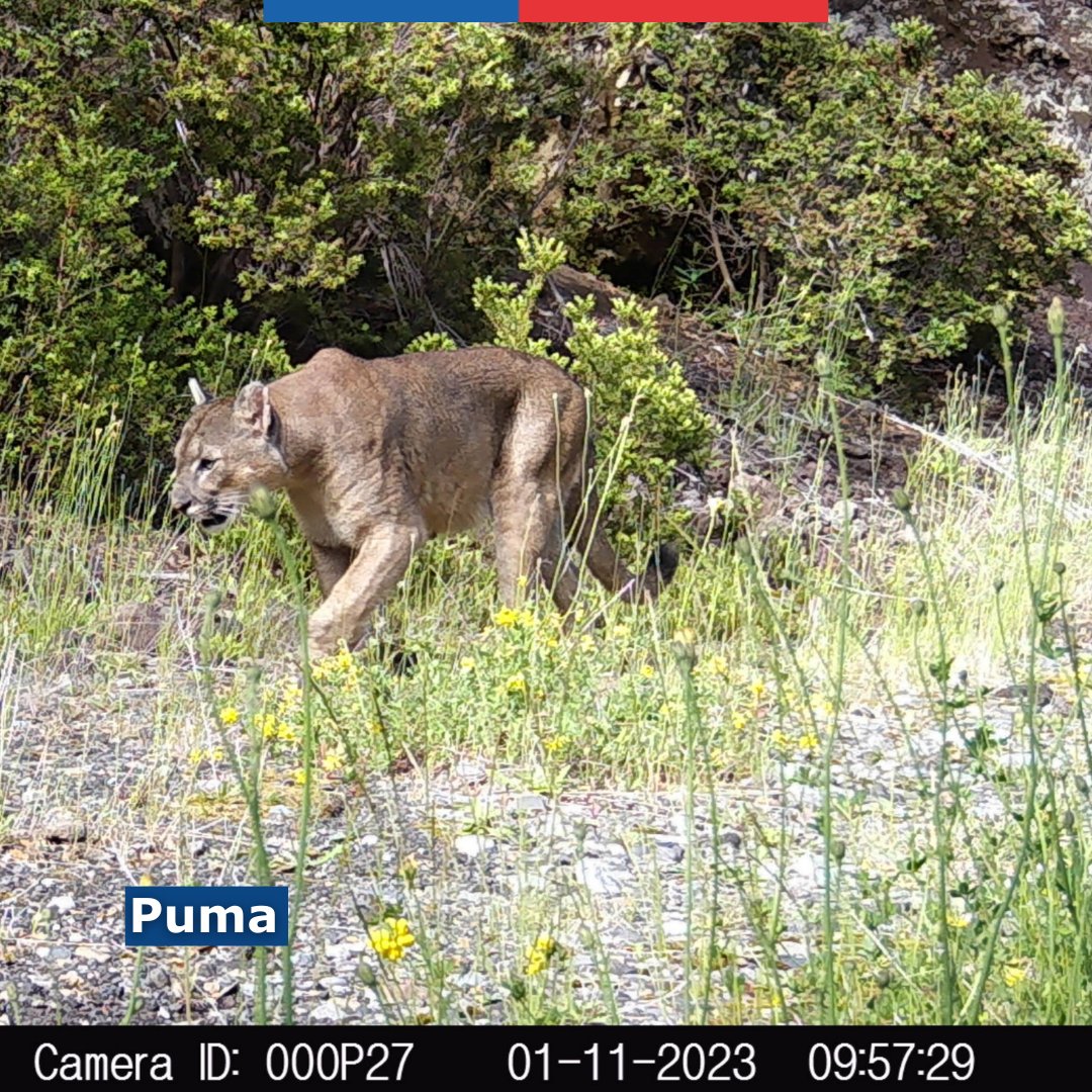 CONAF - Corporación Nacional Forestal tweet media