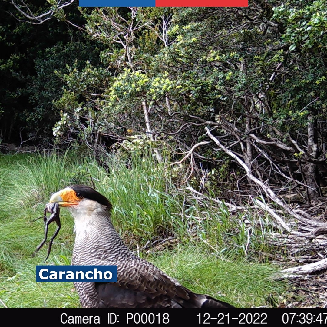 ➡️Una excelente noticia, que resaltamos nuevamente

✔️Cámaras trampa confirman alta presencia de fauna nativa en el #ParqueNacional Puyehue, como puma, güiña y carancho, pero también de amenazas.

Nota y fotos en nuestra web📲💻

Aquí enlace a noticia👇
bit.ly/3lSbZnp