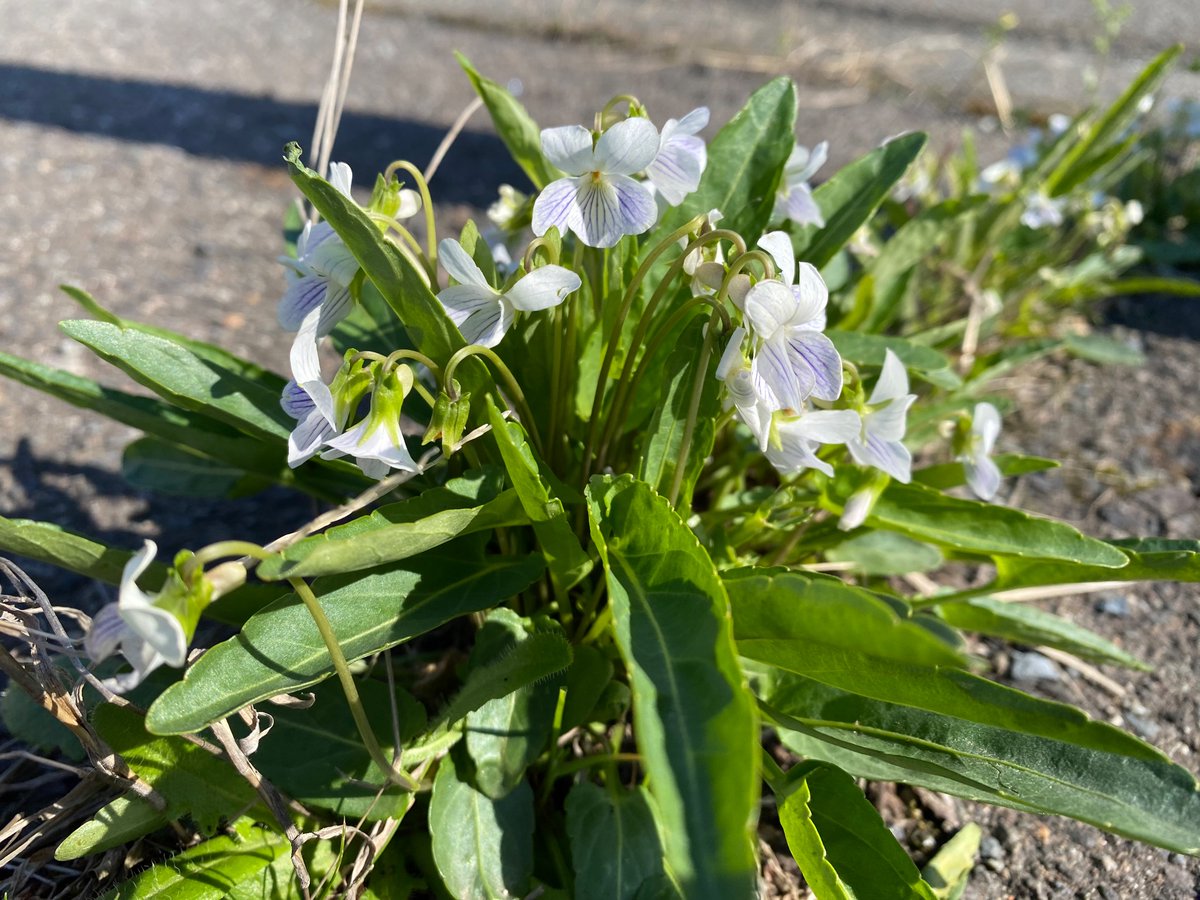 有明菫？