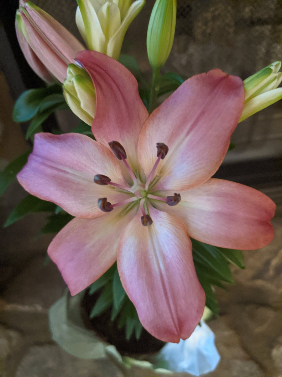 Easter flowers for everyone this morning
