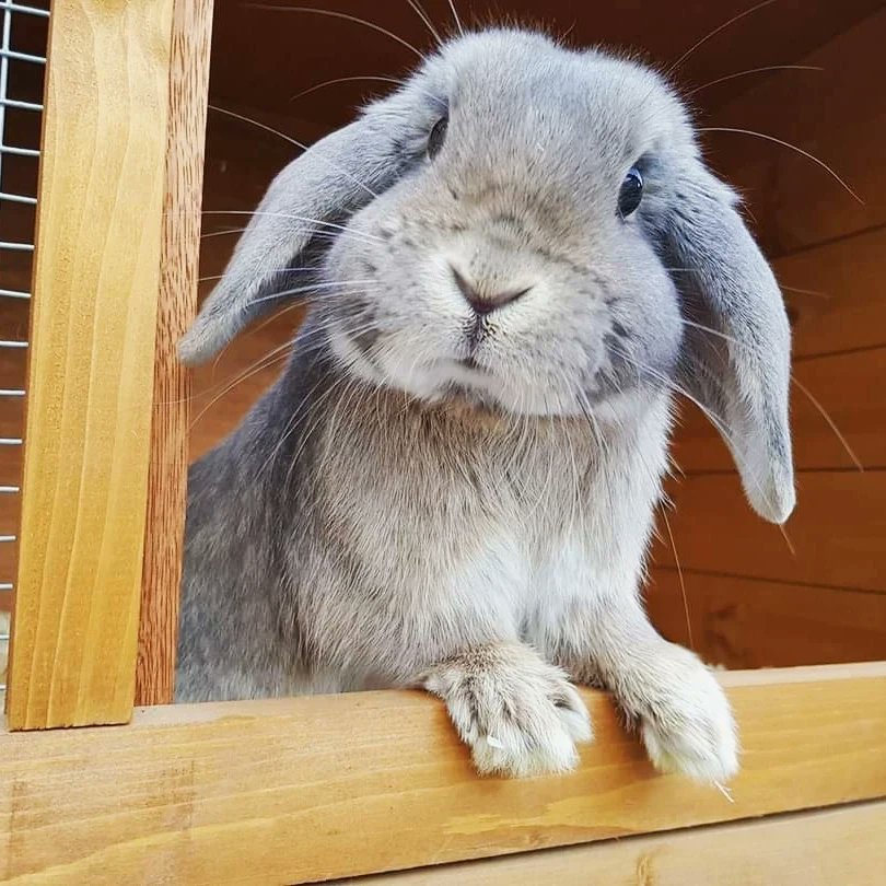 Stace73bgaming's tweet photo. Buddy, Boris and Alec would like to wish you all a Happy Easter 🐣 May you all have a lovely day!

Today there will be no stream as I will be visiting family, however I will be doing a stream tomorrow instead! Have a lovely day! 💕 
#twitch #HappyEaster #EasterSunday #gamergirl https://t.co/S4Aji5TTq4