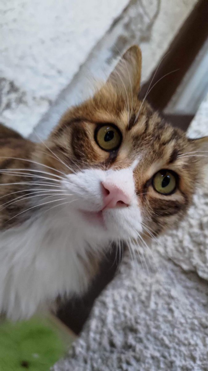 Michael's Cat tweet media