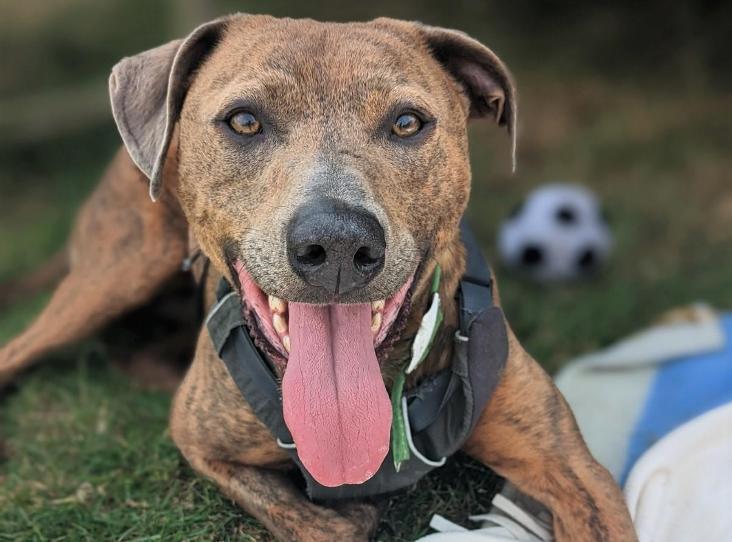 Please retweet to help Copper find a home #GLOUCESTER #UK Lurcher Cross aged 3, looking for an outdoorsy, active, adult home. He needs to be the only pet. He's had a sheltered life up to now, could you offer him the home he deserves? DETAILS rspca.org.uk/findapet/detai…