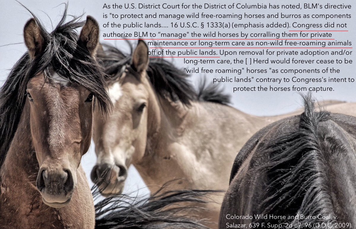 Why are ranchers allowed to graze their livestock for less than a nickel a day on public lands while taxpayers foot the massive bill for wild horse roundups and holding facilities? Public lands shouldn’t be managed for private interests. #BootTheMoo