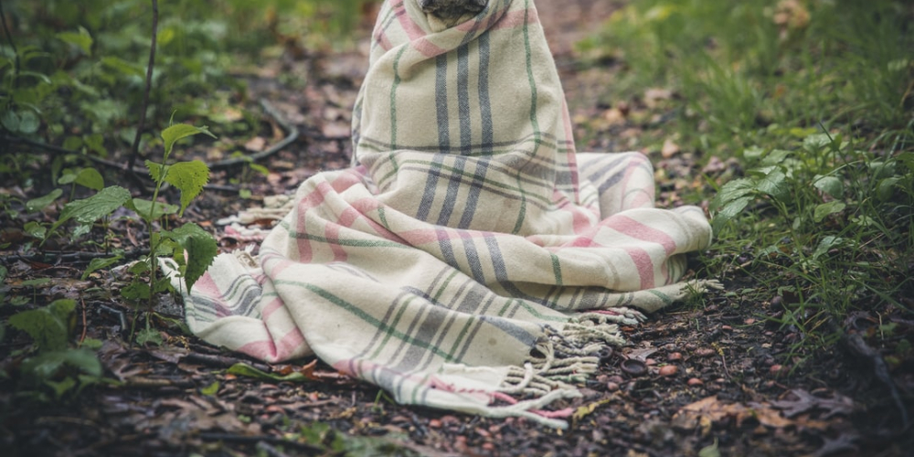 petroutine_usa's tweet photo. You love it, don't you 
https://t.co/TlIKidtwld
#dog #animal #pug https://t.co/fckJw7smcn