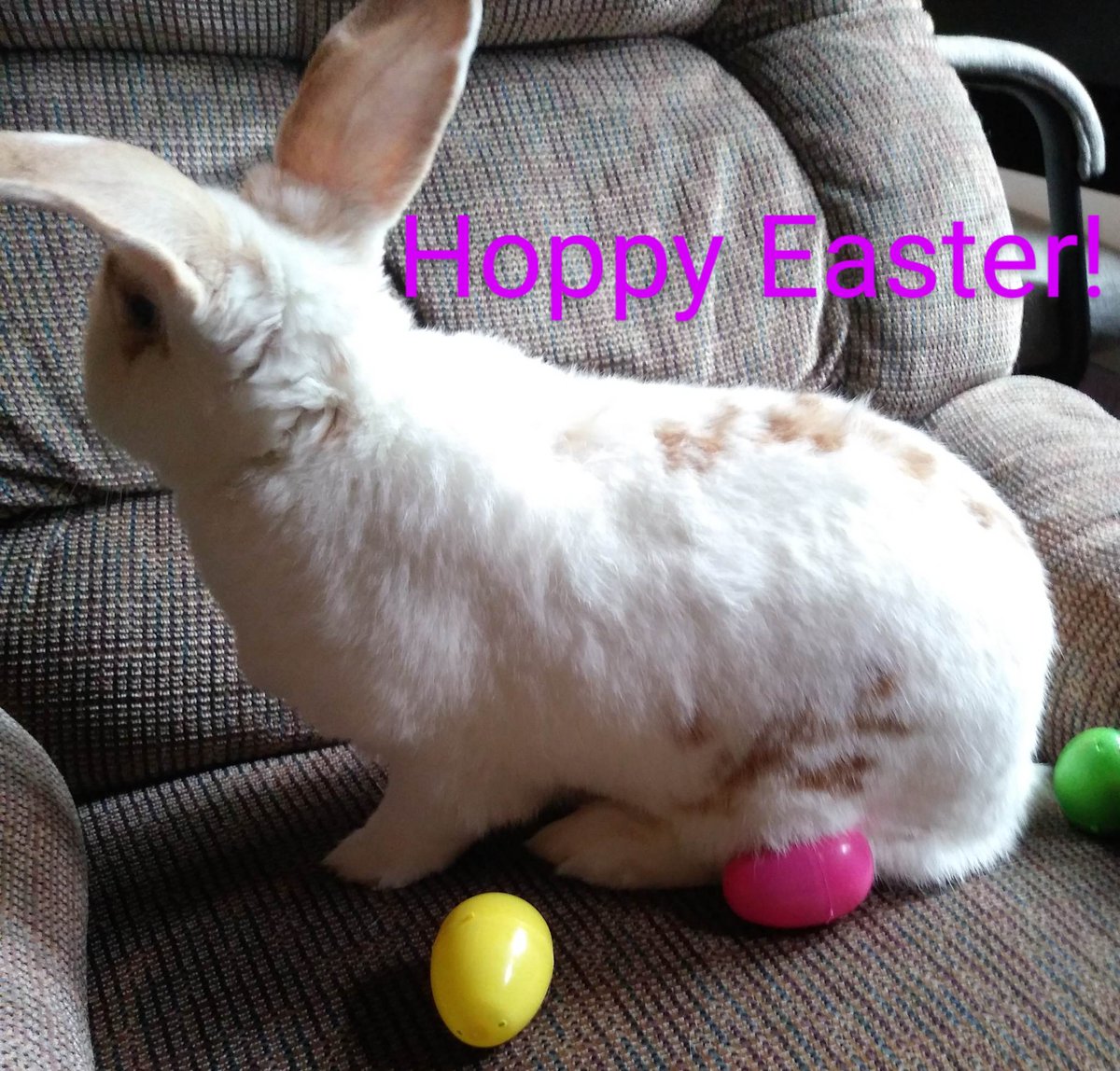 Hoppy Easter every bunny.

#HappyEaster #HoppyEaster #HoppyEastereverybunny