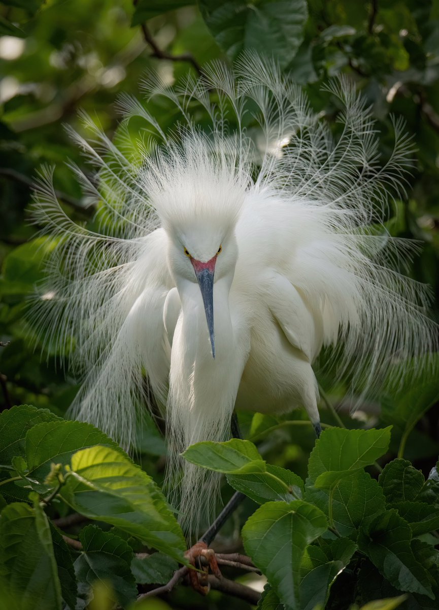 birdcrazed6's tweet photo. GOOD MORNING #TwitterNatureCommunity and #HappyEaster2023 to each and everyone of you!!

No Easter bunny here, just one tip top performing Snowy Egret displaying head on!

#BirdsOfTwitter #BirdTwitter #birdphotography #Birds https://t.co/x1XpUbIaiD