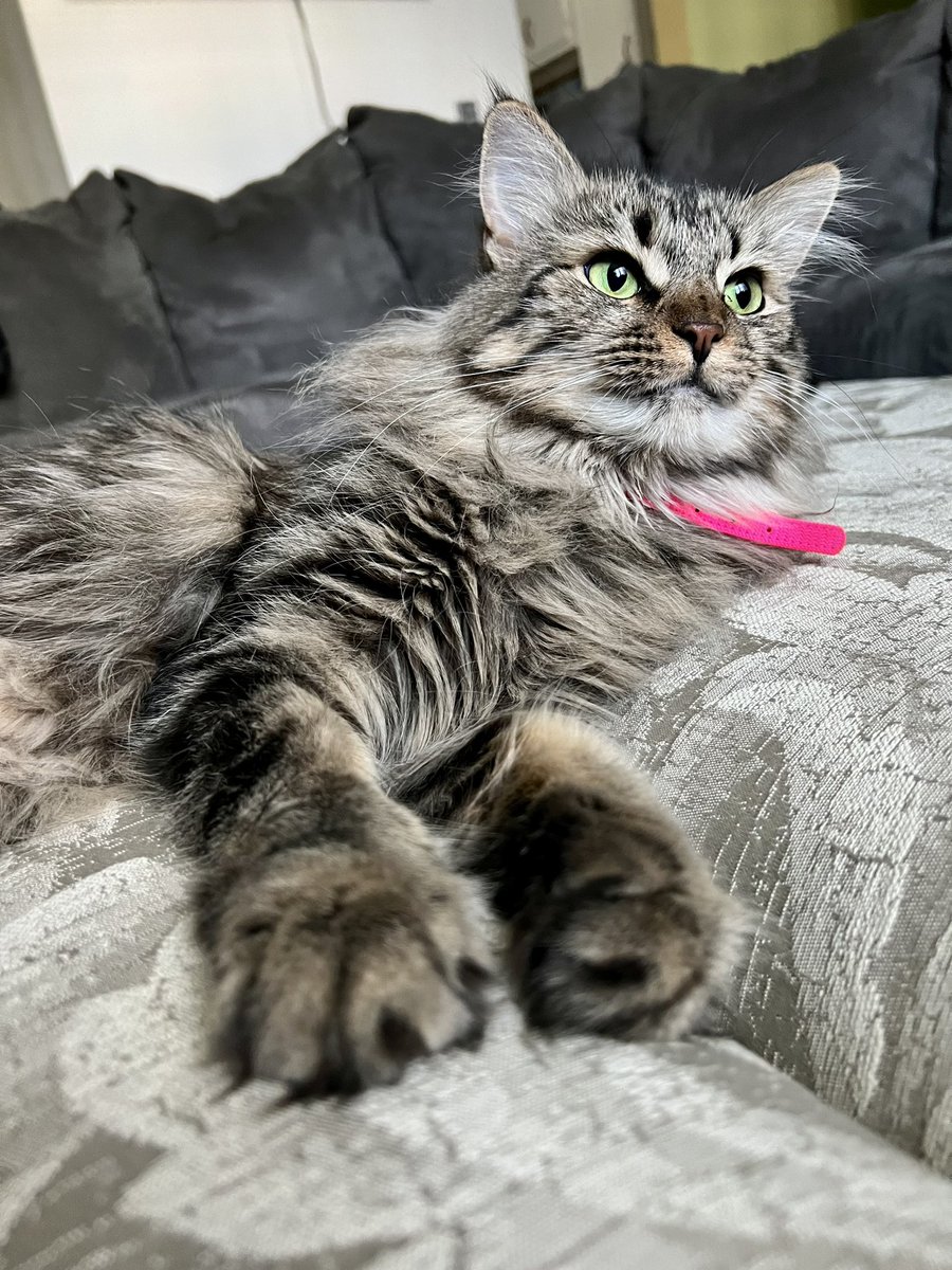 RyansX5648's tweet photo. #CatsLover #CatsOfTwitter #maincoone https://t.co/UoYwCsETks