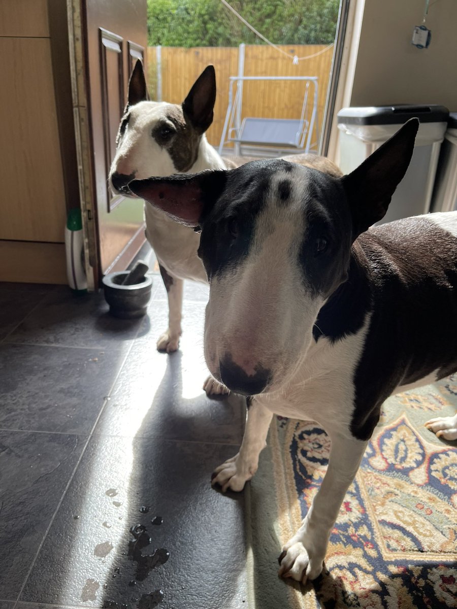 Stevie & the rescue bullies tweet media