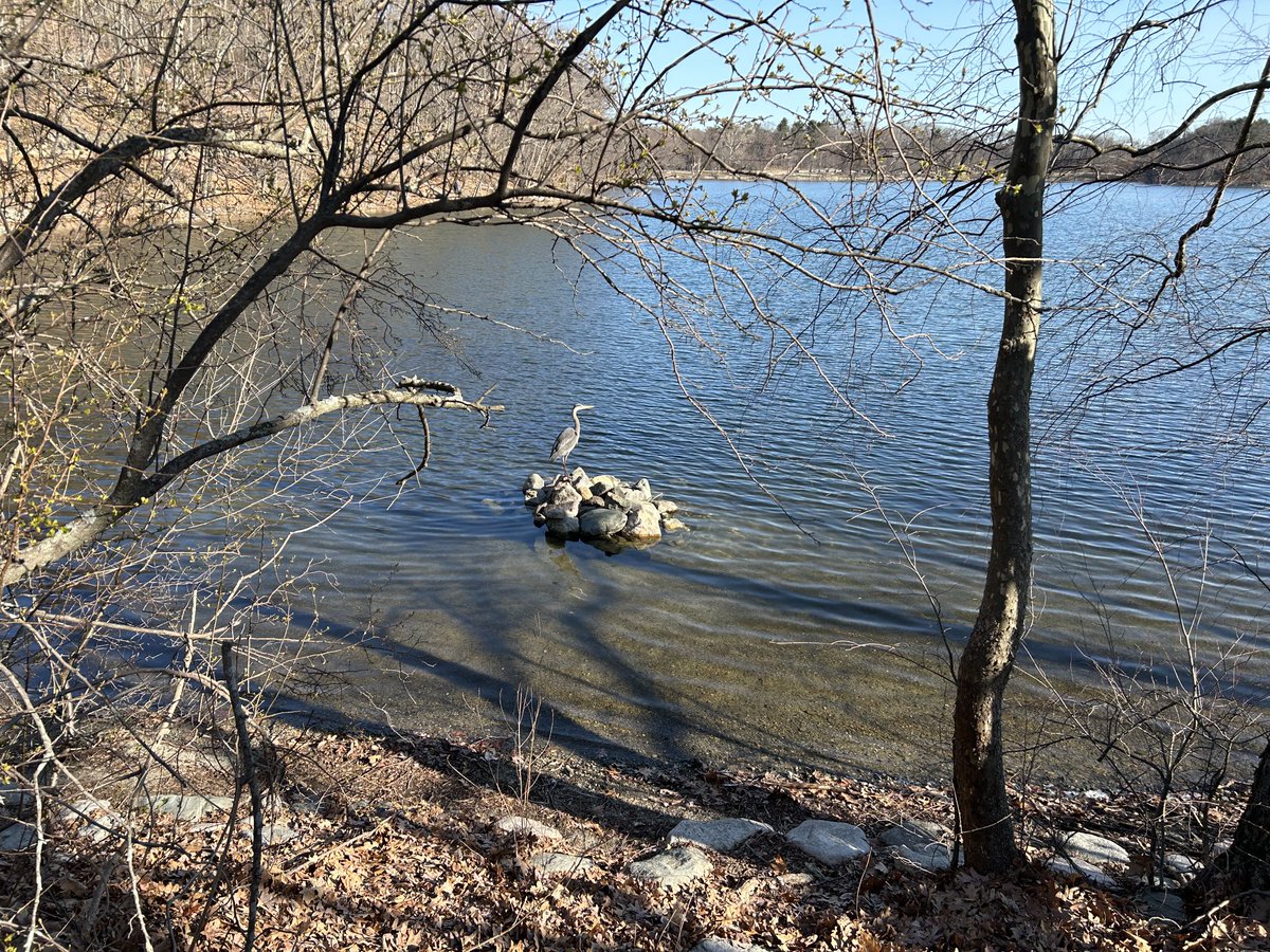 A blue heron presiding over Jamaica Pond this beautiful morning. Happy Easter!