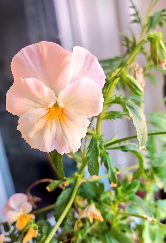 아마도 마지막일 러블리문