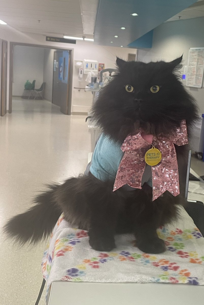 Surprise Easter Sunday visit from @meow_london @RoyalLondonHosp 😍#Petsastherapy #therapycat 🐈‍⬛