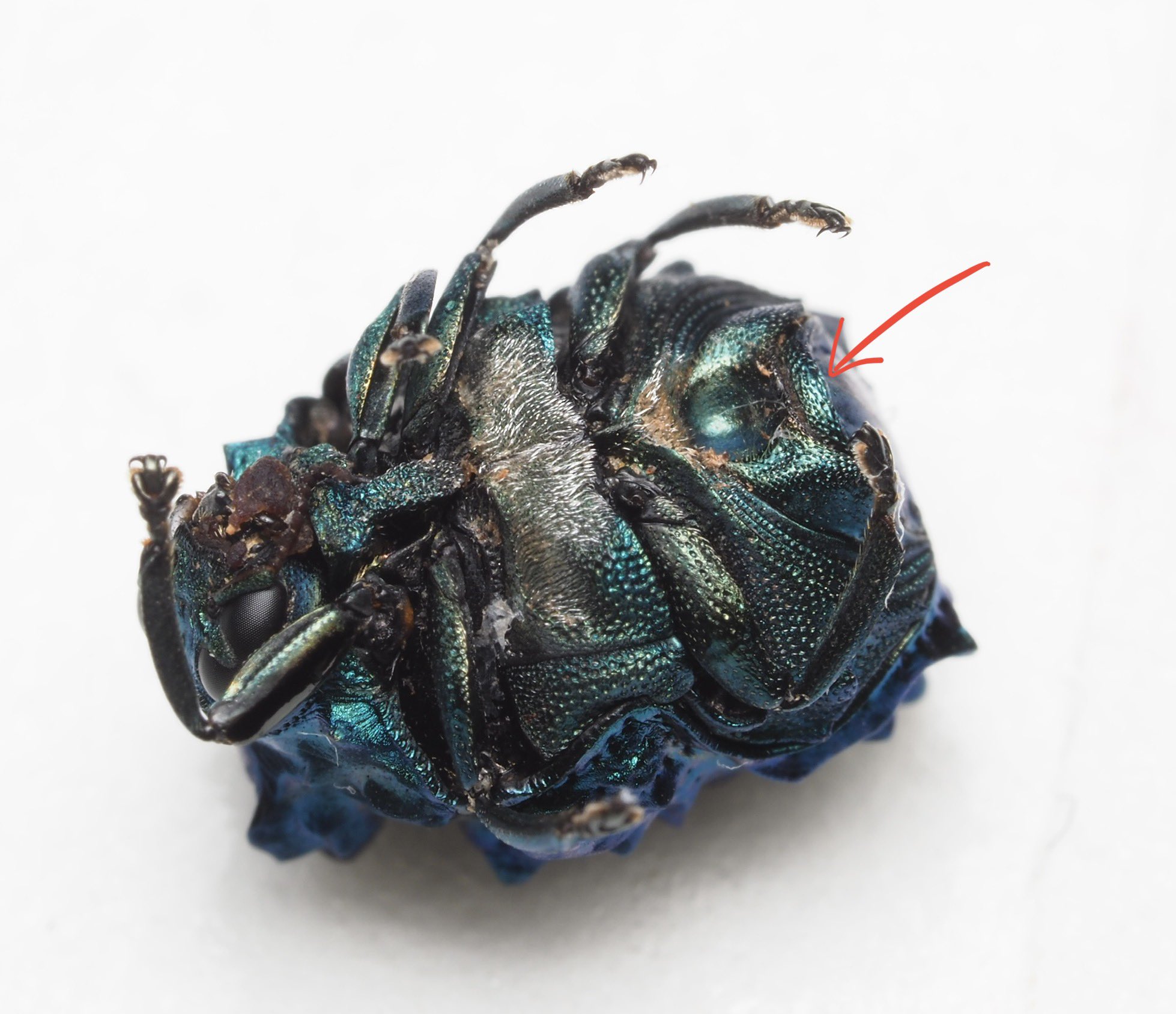 南米コブハムシの仲間 ２ わらび餅 on X: 