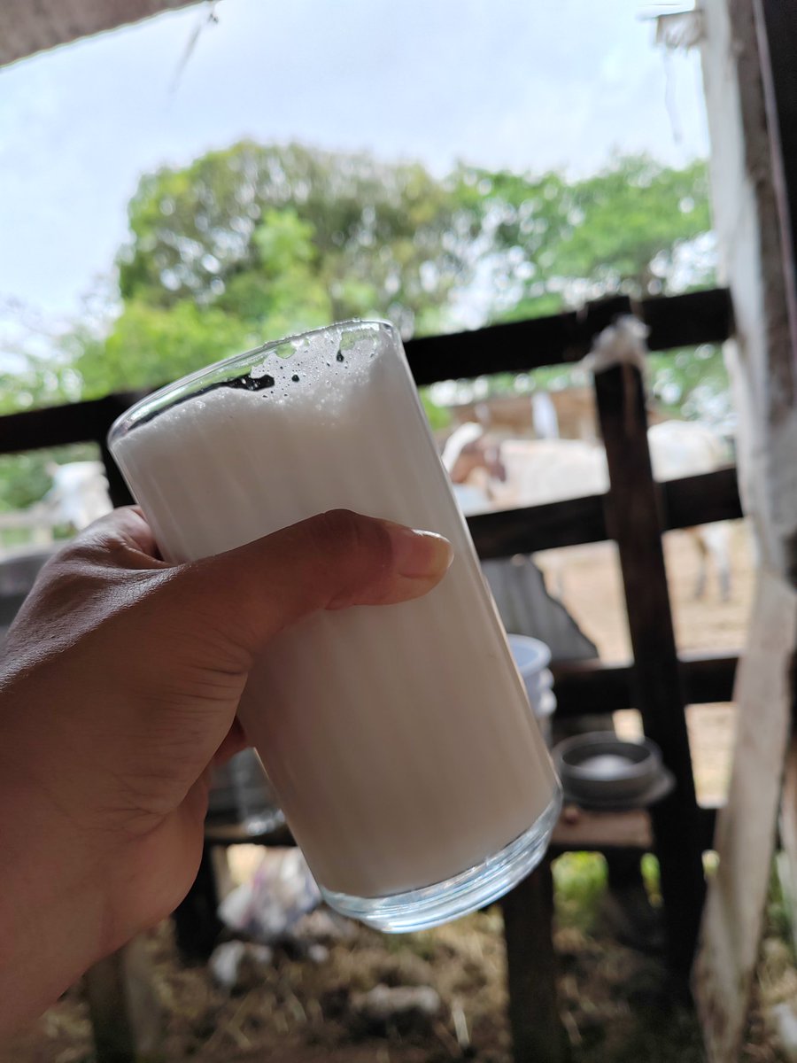 ElenaUscangaR's tweet image. Un ponchesito recien salidito😋😋😋... #lavidaenelrancho #mirancho  🫶