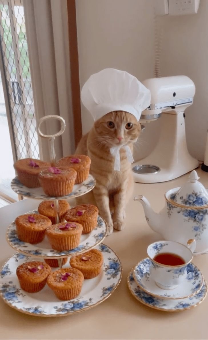 “ทำไม เราไม่น่ารักอ่อ แง้ว” 

“ วันนี้เราทำหนมมาด้วยนะ อร่อยให้ 6 ขนร่วงเต็มหนมให้ 10”

“แต่เราอาบน้ำแล้วนะ สบายใจได้”