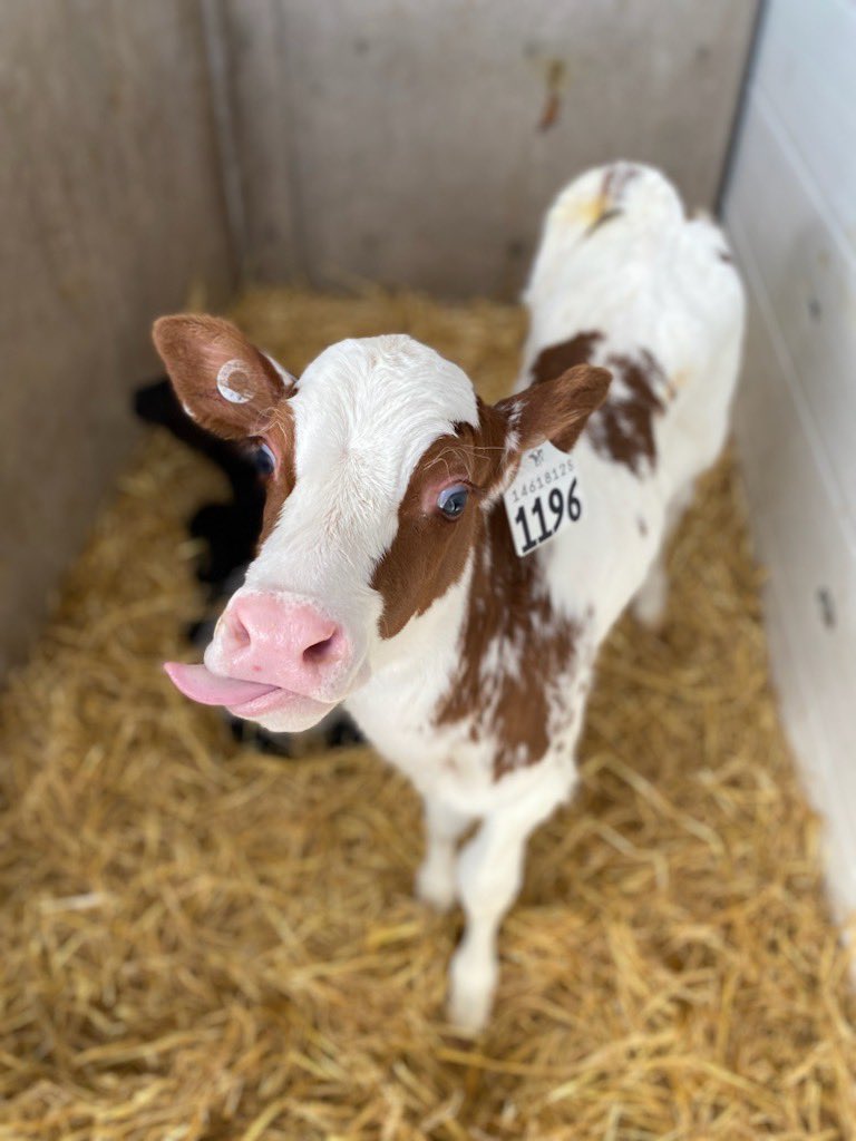 Happy Easter from Golden Bay Dairy 🐣