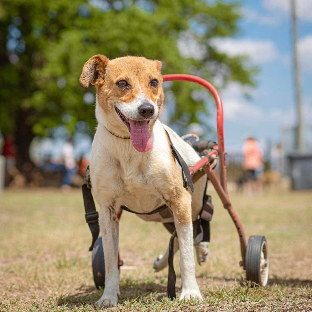 elcampito's tweet photo. Hola, soy Clarita y hace un largo tiempo soy parte de El Campito Refugio .
Soy del "club de los discas", como cariñosamente nos dicen los voluntarios.
Vivo la vida al máximo, como debe vivirse. ¡Nada me frena! 😎

Para adoptarme escribí a adoptantesdelcampito@gmail.com 💜🐾 https://t.co/5hZL0of1Sy