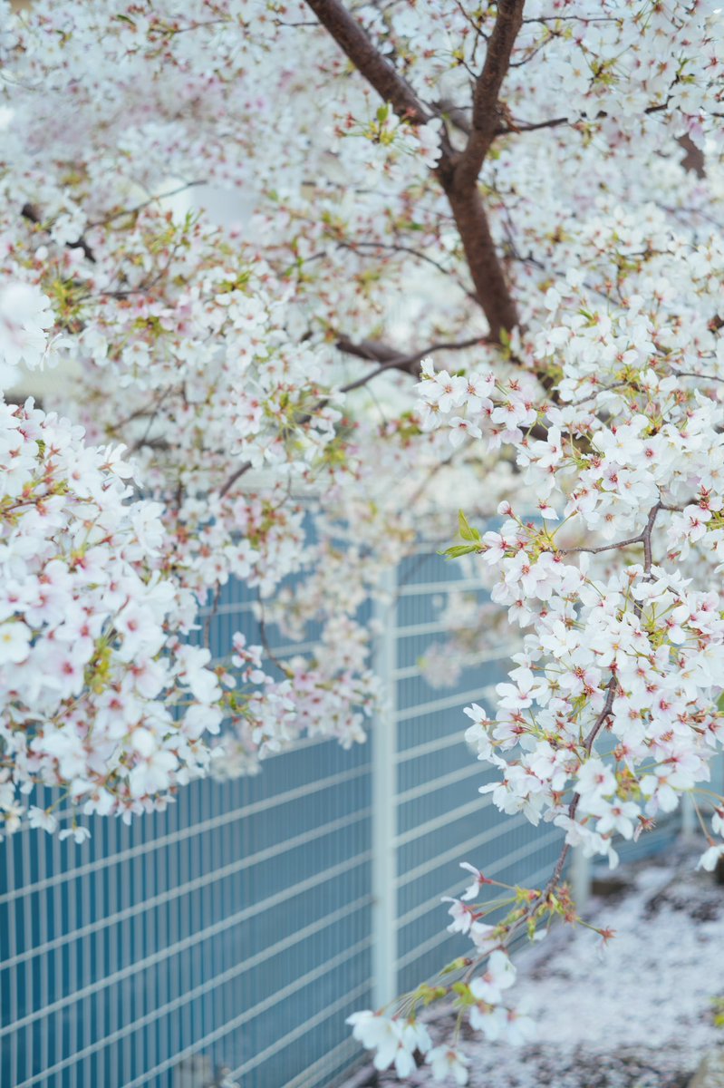ShenYies's tweet photo. My first visit to Japan with 🌸 https://t.co/zb3Uwg17BS
