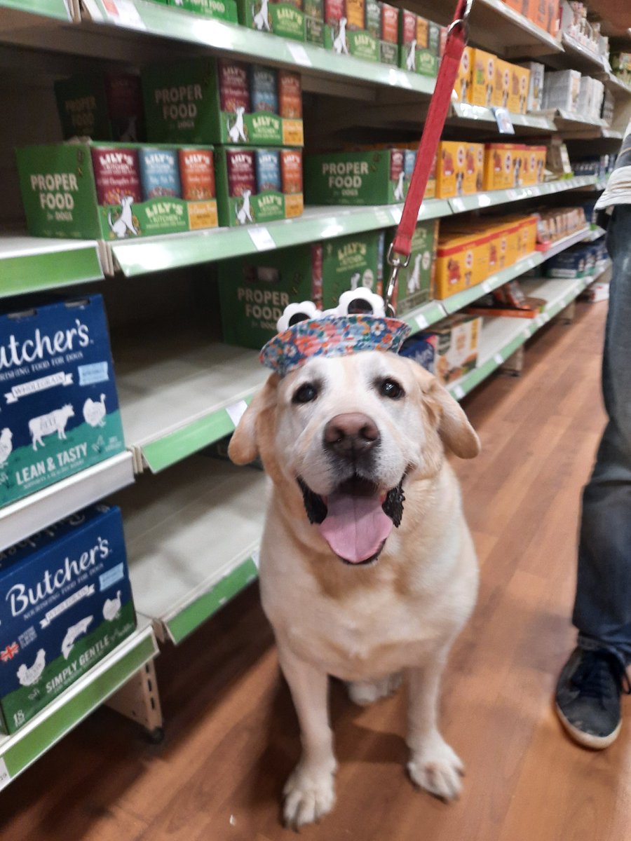 graceattfield's tweet photo. @PetsatHome please pass on thanks to the staff in Salisbury, who were so kind to our elderly dog Bert when we were stranded after our tyre blew after a dog walk - the treats, fresh water, and letting him shelter from the sun was so helpful! here he is in his new summer hat😂❤ https://t.co/sTdoHQXEhS