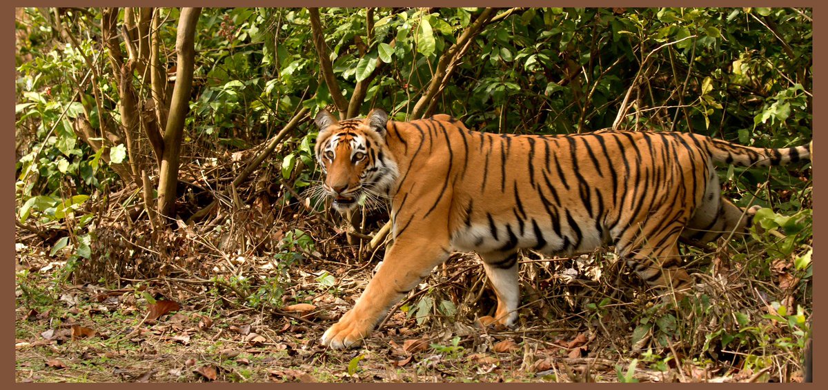 #savetigers 
Much more to be done