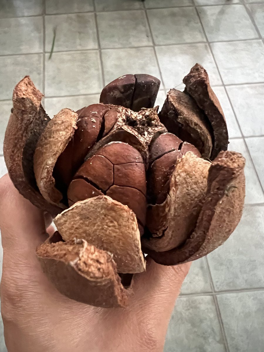 deepageorgeSTEM's tweet photo. #STEM learning develops growth mindset. Working on a problem over and over again until you achieve the desired result. It could be as simple as capturing this Mahagony seed’s fall after several attempts! @dailystem #STEMparents https://t.co/GFIv2r82Rh