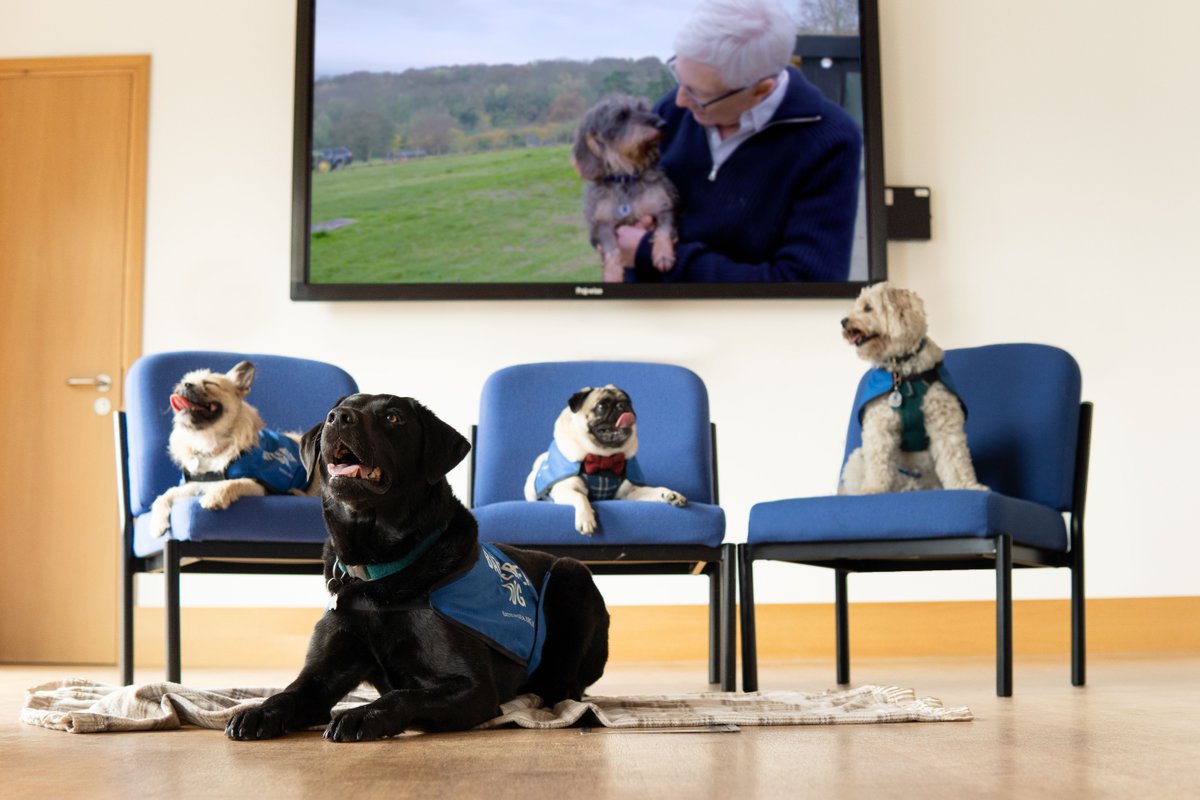 Battersea_'s tweet image. Our staff and dogs are getting ready to watch @ITV's 'For the Love of Paul O'Grady' tonight at 8pm. There will be a lot of love across the country for Paul tonight and we'd love to see photos and videos of you and your dogs watching along by tagging @Battersea_ and #PawsforPaul💙