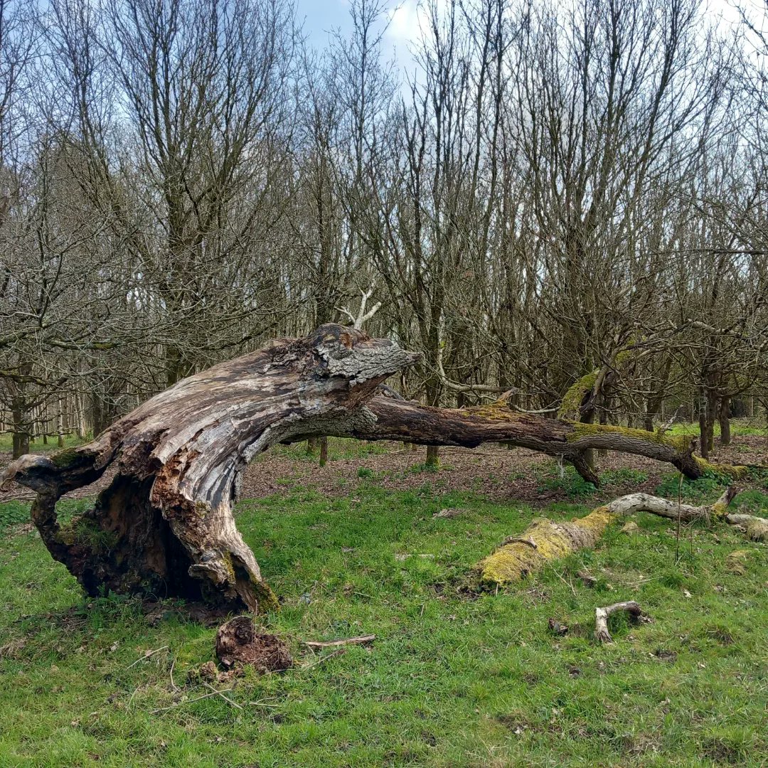 lazyperfection's tweet photo. An Easter Sunday stroll around the Mackintosh Davidson Wood in West Knoyle #woodlandtrust #woodlandwalk #nature #trees #woodland #spring #easter #easterwalk #outdoors #wiltshire #westknoyle #spring #mackintoshdavidsonwood @WoodlandTrust https://t.co/pC1ouaUkUd
