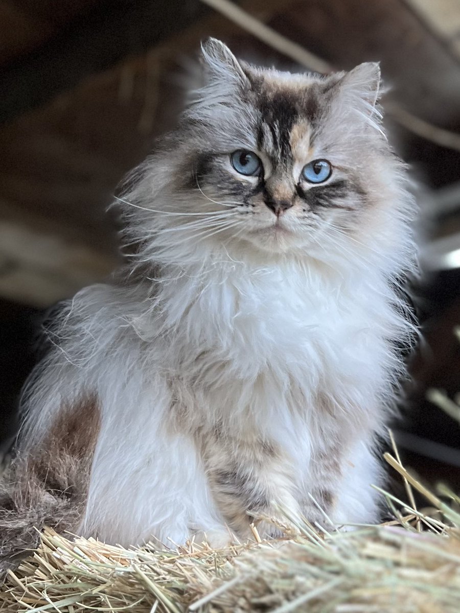 Sunday morning with Mia, #luxury #barncat.