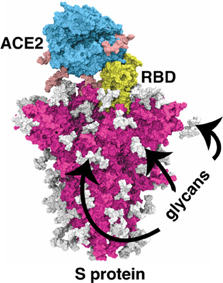 ACS Applied Materials & Interfaces (@acs_ami) on Twitter photo Unleash the power of carbohydrates in fighting #COVID19! Check out this review on computational spotlight on the coronavirus S protein binding. #compchem #glycotime <a href="/SUChemistry/">Syracuse University Department of Chemistry</a> <a href="/SUBioInspired/">BioInspired Syracuse</a>
🔓 go.acs.org/4rN #ACSABM #OpenAccess Unleash the power of carbohydrates in fighting #COVID19! Check out this review on computational spotlight on the coronavirus S protein binding. #compchem #glycotime <a href="/SUChemistry/">Syracuse University Department of Chemistry</a> <a href="/SUBioInspired/">BioInspired Syracuse</a>
🔓 go.acs.org/4rN #ACSABM #OpenAccess