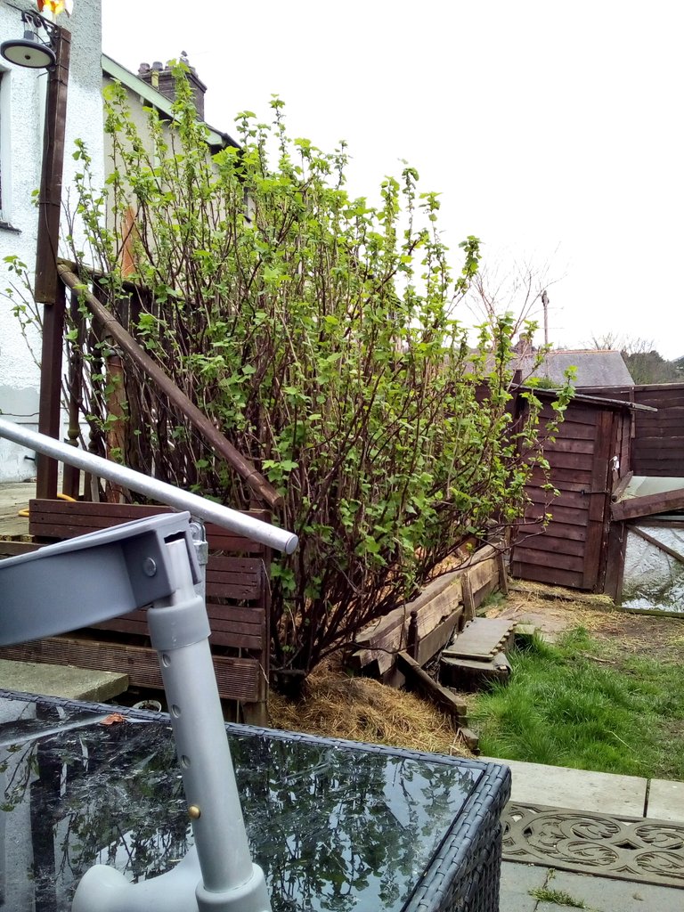 mrkevstocks's tweet image. The pride of my garden. My #blackcurrant bush starting to bounce back ... usually get between 10kg and 12kg of fruit from this badboy