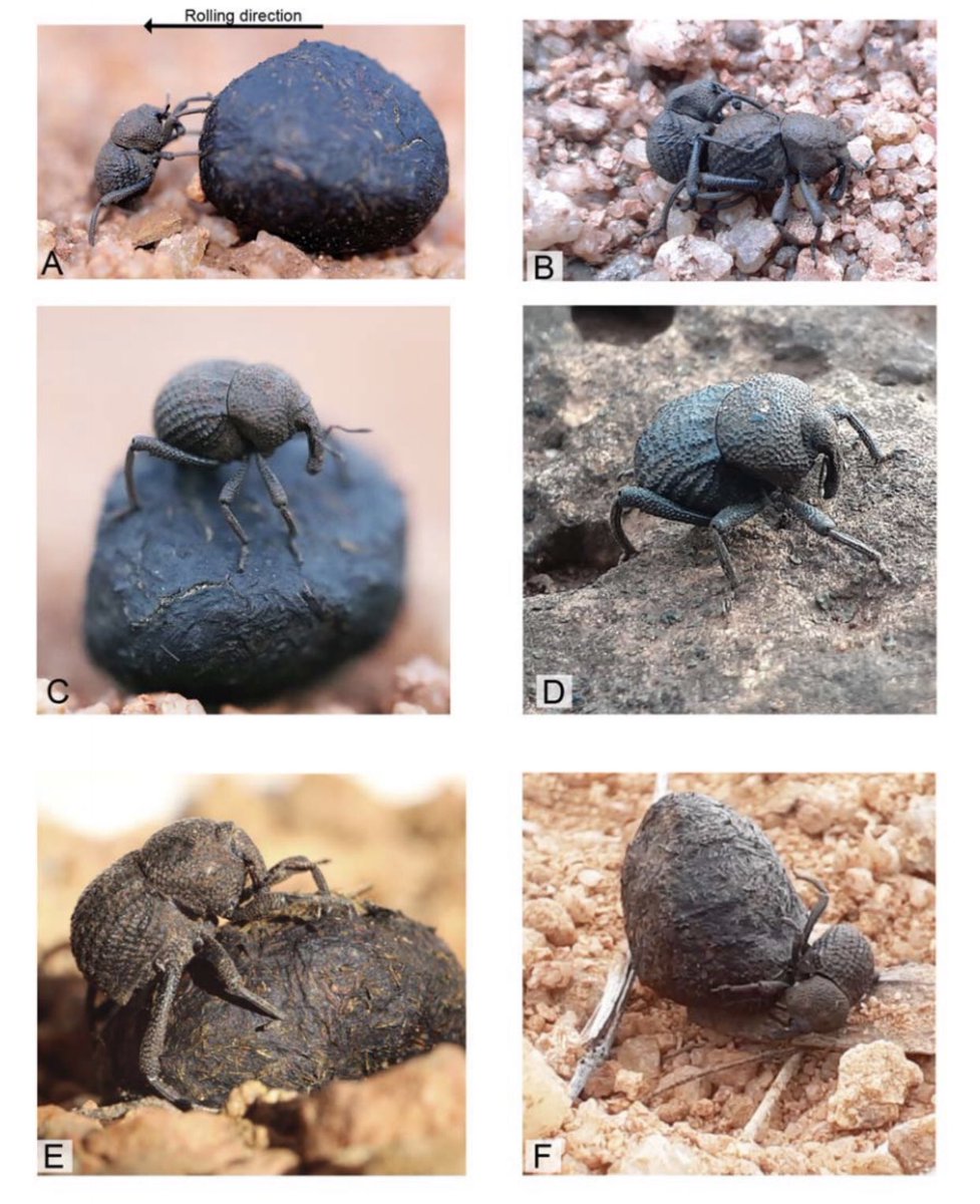 Great new paper by Hermes Escalona and colleagues at the Australian National Collection on the “dung weevil” Tentegia. Great photos and discussion of biology. Here is title page and some images. #speciesdiscovery #weevil @ColeopSoc @EntCollNet @SysEB_Entsoc