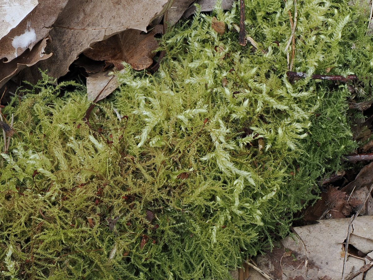 suerobphoto's tweet photo. Had an 80 minute wander in #SpringPark near Bromley today. Very few flowers but some nice textures, trees, mosses and lichens. #woodland #England 1/? https://t.co/Q5aStxMcMi
