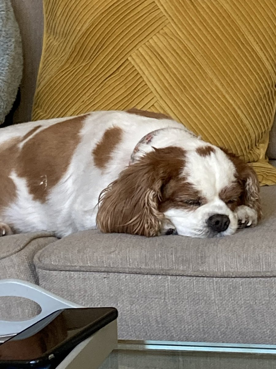 Price27P's tweet photo. @MsRoseCavalier #RememberingRose ❤️🌈

CavPack Queen
First Lady of Lanky
Café Connoisseur 
Lover of Life
#Finker
Tweet Up Legend
Sossidge Vommer 😆
Teacher of #historeee
Expert Quizmaster
#Roomie 

Thank you for everything. I’ll miss you forever. Luffs you ❤️❤️❤️🌈 https://t.co/LLA1whb4jv