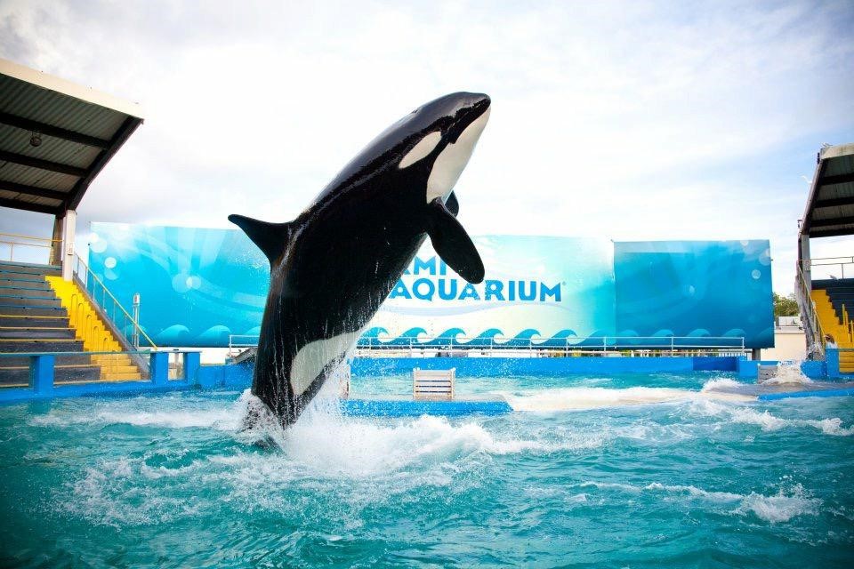 truth4toki tweet media